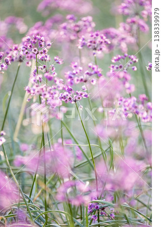 ラッキョウの花　（鳥取県北栄町産） 138339979