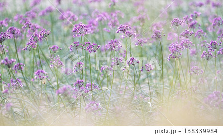 ラッキョウの花 (鳥取県北栄町産) ラッキョウの花 (鳥取県北栄町産) 138339984