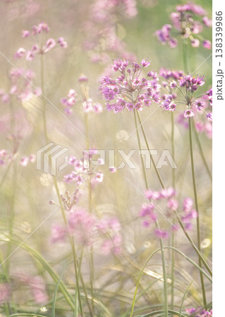 ラッキョウの花 (鳥取県北栄町産) ラッキョウの花 (鳥取県北栄町産) 138339986