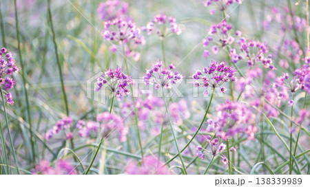ラッキョウの花　（鳥取県北栄町産） 138339989