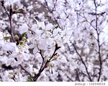 満開の桜 138340018