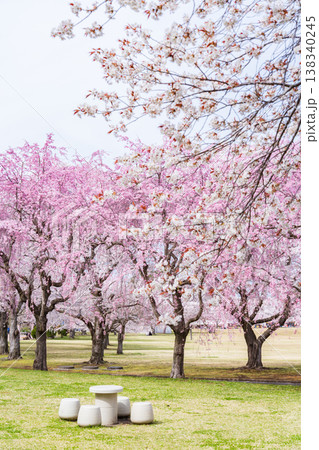 「青森県」八戸公園・こどもの国 春の風景　八戸市 138340245