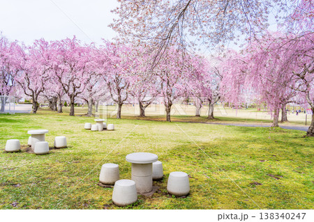 「青森県」八戸公園・こどもの国 春の風景　八戸市 138340247
