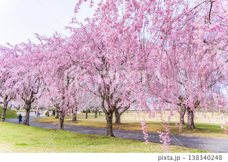 「青森県」八戸公園・こどもの国 春の風景 八戸市 「青森県」八戸公園・こどもの国 春の風景 八戸市 138340248