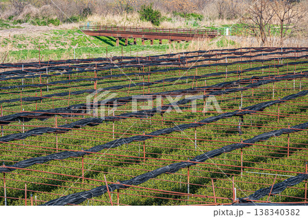 木津川左岸河川敷の茶畑　京都府八幡市 138340382