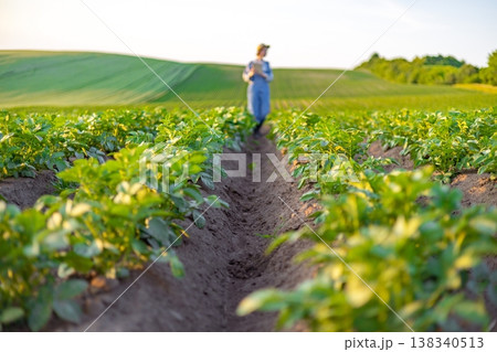 A farmer in overalls walks through rows of young potato plants in a vast agricultural field at sunset 138340513