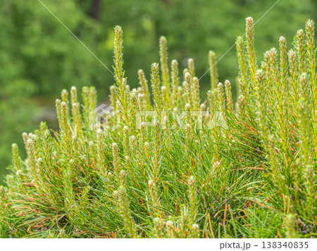 Green small pine trees with fresh shoots in spring or summer 138340835