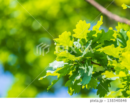 Green oak leaves background. Plant and botany nature texture. green oak leaves in woods 138340846
