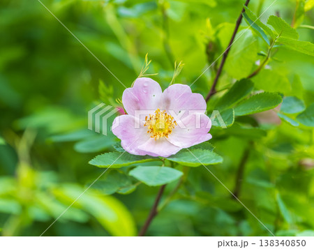 Blooming rosehip flower, beautiful pink flower on a bush branch. Beautiful natural background of blooming greenery. Blooming rosehip flower, beautiful pink flower on a bush branch. Beautiful natural background of blooming greenery. 138340850