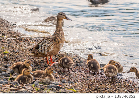 Adult duck with many ducklings sits on green shore of pond Adult duck with many ducklings sits on green shore of pond 138340852