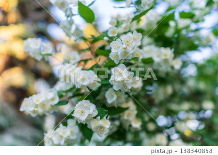 Mock Orange Philadelphus coronarius shrub flowering in spring Mock Orange Philadelphus coronarius shrub flowering in spring 138340858