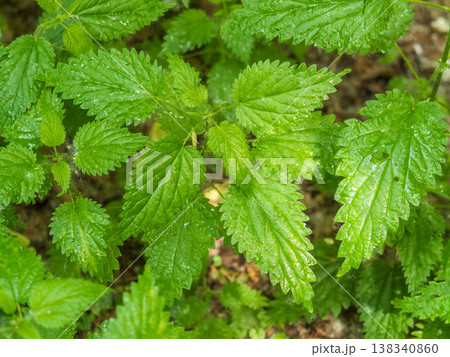 The nettle, Urtica dioica, with green leaves grows in natural thickets. Medicinal wild plant nettle. 138340860