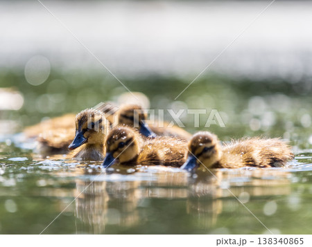 Cute little duckling swimming alone in a lake or river with calm water Cute little duckling swimming alone in a lake or river with calm water 138340865
