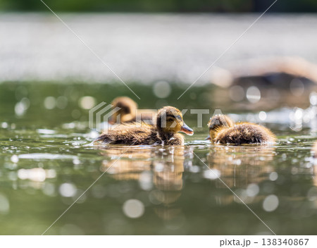 Cute little duckling swimming alone in a lake or river with calm water Cute little duckling swimming alone in a lake or river with calm water 138340867