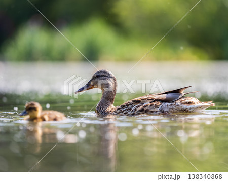 A family of ducks, a duck and its little ducklings are swimming in the water. The duck takes care of its newborn ducklings. Mallard, lat. Anas platyrhynchos 138340868
