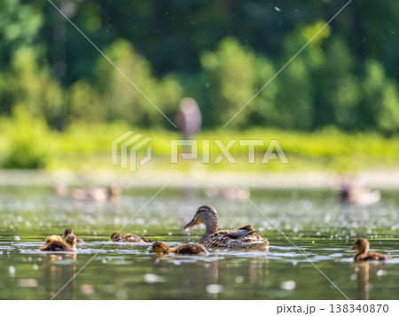 A family of ducks, a duck and its little ducklings are swimming in the water. The duck takes care of its newborn ducklings. Mallard, lat. Anas platyrhynchos 138340870
