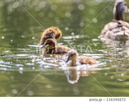 Cute little duckling swimming alone in a lake or river with calm water Cute little duckling swimming alone in a lake or river with calm water 138340872