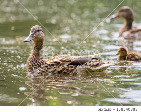 A family of ducks, a duck and its little ducklings are swimming in the water. The duck takes care of its newborn ducklings. Mallard, lat. Anas platyrhynchos 138340885