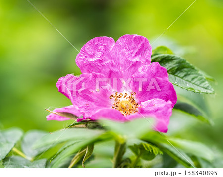 Blooming rosehip flower, beautiful pink flower on a bush branch. Beautiful natural background of blooming greenery. 138340895