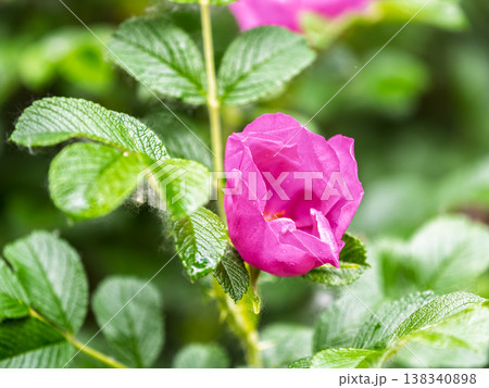 Blooming rosehip flower, beautiful pink flower on a bush branch. Beautiful natural background of blooming greenery. Blooming rosehip flower, beautiful pink flower on a bush branch. Beautiful natural background of blooming greenery. 138340898