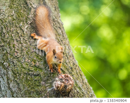 Portrait of a squirrel on a tree trunk Portrait of a squirrel on a tree trunk 138340904