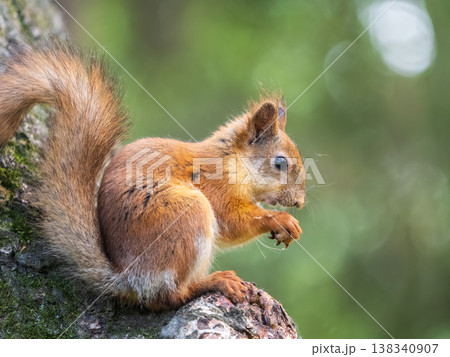 The squirrel with nut sits on a branches in the spring or summer. The squirrel with nut sits on a branches in the spring or summer. 138340907