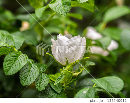 Flowering rosehip bush on a sunny summer day, close-up. Delicately white flowers on a branch of rose hips. 138340911