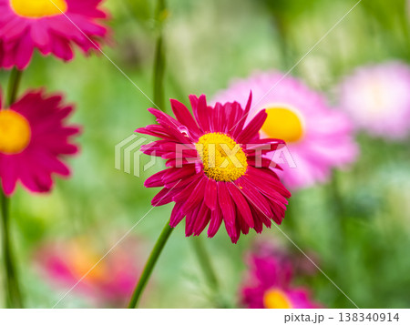 Red Painted Daisies flowers, latin name Tanacetum coccineum or Chrysanthemum coccineus, are old-fashioned perennials. 138340914