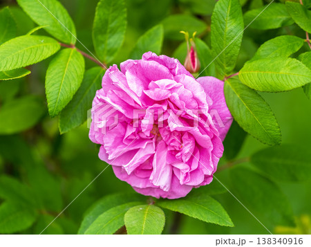 Blooming rosehip flower, beautiful pink flower on a bush branch. Beautiful natural background of blooming greenery. Blooming rosehip flower, beautiful pink flower on a bush branch. Beautiful natural background of blooming greenery. 138340916