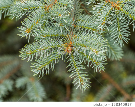 Branches of blue spruce with needles in the sunset light. The blue spruce, Colorado spruce, or Colorado blue spruce, with the Latin name Picea pungens. Branches of blue spruce with needles in the sunset light. The blue spruce, Colorado spruce, or Colorado blue spruce, with the Latin name Picea pungens. 138340917