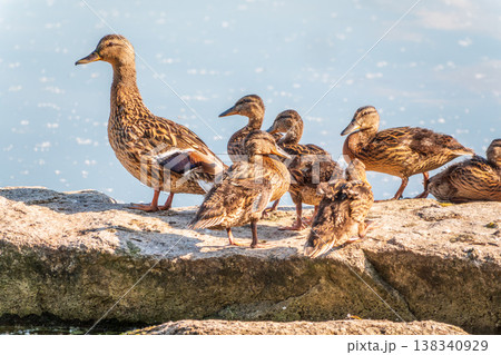 Adult duck with many ducklings sits on green shore of pond Adult duck with many ducklings sits on green shore of pond 138340929