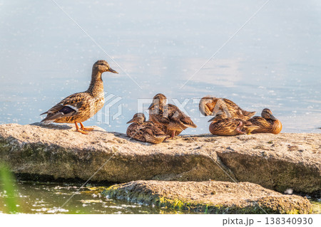 Adult duck with many ducklings sits on green shore of pond Adult duck with many ducklings sits on green shore of pond 138340930