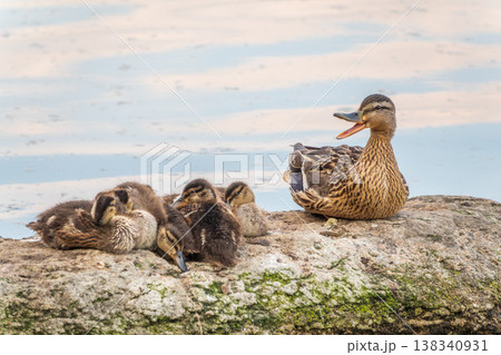 Adult duck with many ducklings sits on green shore of pond Adult duck with many ducklings sits on green shore of pond 138340931
