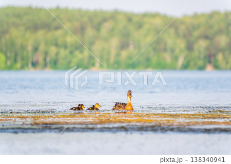 A family of ducks, a duck and its little ducklings are swimming in the water. The duck takes care of its newborn ducklings. Mallard, lat. Anas platyrhynchos 138340941