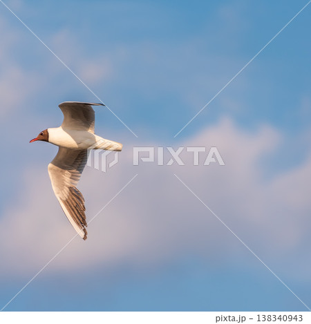 Beautiful Black Headed Gull, in elegant flight over blue water Beautiful Black Headed Gull, in elegant flight over blue water 138340943