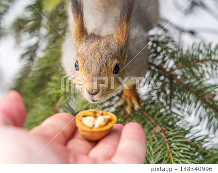 Squirrel eats nuts from a man's hand. Caring for animals in winter or autumn. Squirrel eats nuts from a man's hand. Caring for animals in winter or autumn. 138340996