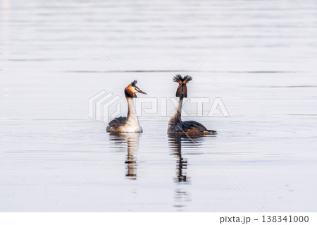 Mating games of two water birds Great Crested Grebes. Two waterfowl birds Great Crested Grebes swim in the lake with heart shaped silhouette 138341000