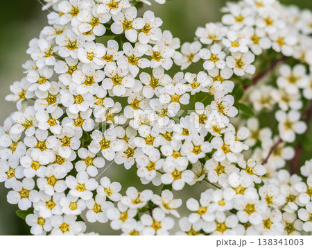 Beautiful white flowers Spirea aguta or Brides wreath. 138341003
