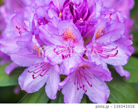 Pink flowers of Siberian rhododendron copy space. Rhododendron dauricum. Spring flowering of Altai rhododendron. Pink flowers of Siberian rhododendron copy space. Rhododendron dauricum. Spring flowering of Altai rhododendron. 138341018