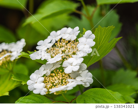 Viburnum opulus, Guelder rose. Beautiful white flowers of blooming Viburnum shrub on dark green background. Selective focus, closeup. Viburnum opulus, Guelder rose. Beautiful white flowers of blooming Viburnum shrub on dark green background. Selective focus, closeup. 138341021