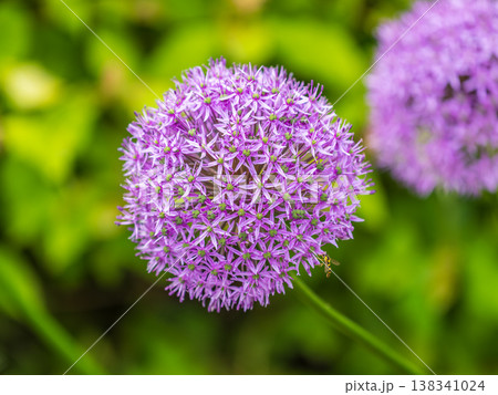 Close-up of the inflorescence of the Rosenbachian onion, Allium rosenbachianum, blooming in the garden Close-up of the inflorescence of the Rosenbachian onion, Allium rosenbachianum, blooming in the garden 138341024