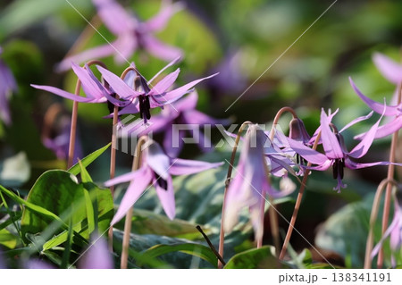 カタクリの花 カタクリの花 138341191