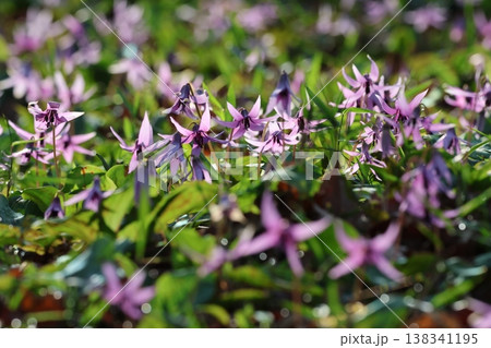 カタクリの花 カタクリの花 138341195
