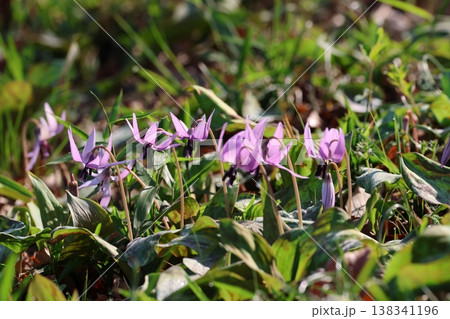 カタクリの花 138341196