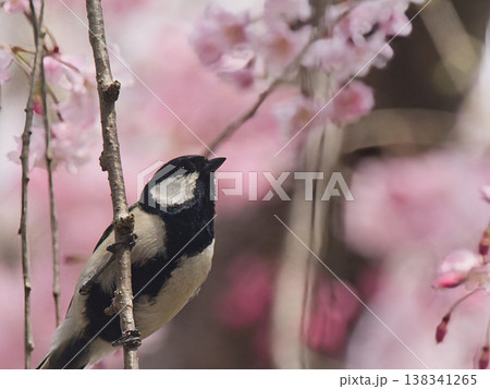 桜の木にとまるシジュウカラ 桜の木にとまるシジュウカラ 138341265