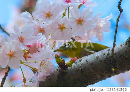 桜の花を見上げるメジロ 桜の花を見上げるメジロ 138341266