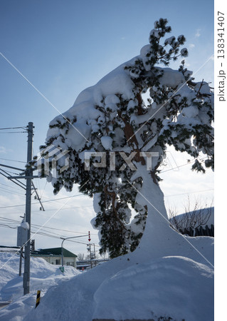 雪に覆われた木々 138341407