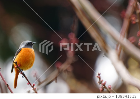 前ボケの枝越しに見るジョウビタキと梅の蕾 138341515