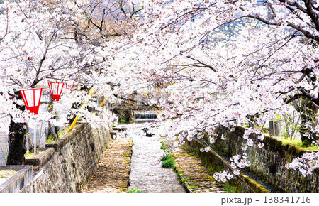満開の桜並木がある岡山県高梁市にある紺屋川美観地区の風景 満開の桜並木がある岡山県高梁市にある紺屋川美観地区の風景 138341716