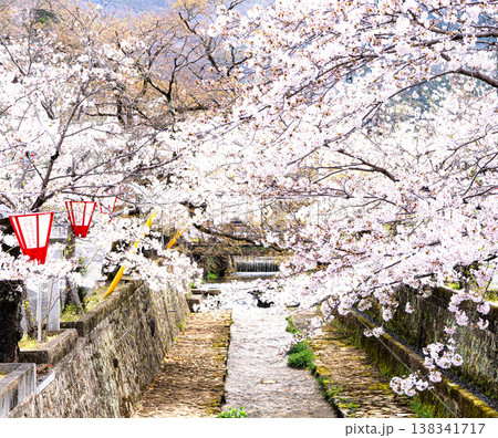 満開の桜並木がある岡山県高梁市にある紺屋川美観地区の風景 138341717